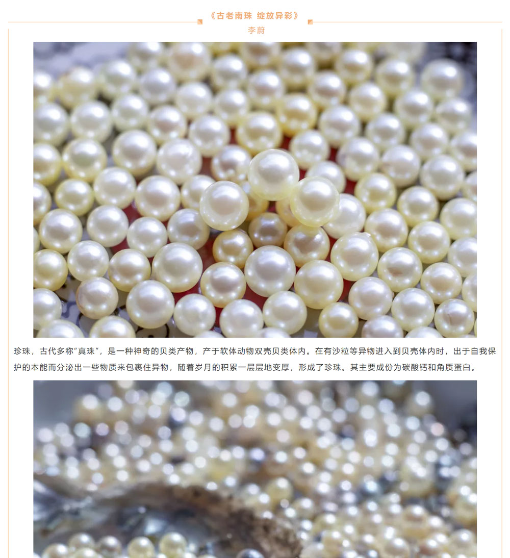 古老南珠，綻放異彩